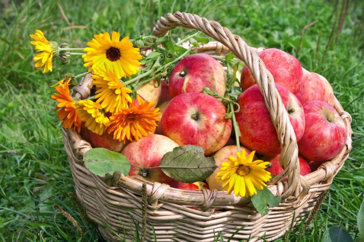 ПРАЗДНИК ЯБЛОК.jpg