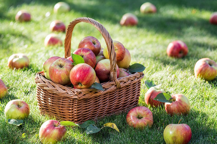 праздник яблок.jpg